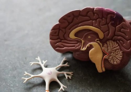 Мы наконец знаем, почему человеческий мозг больше, чем у человекообразных обезьян